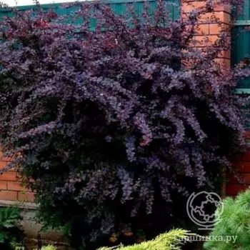 Барбарис Суперба.