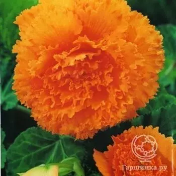 Бегония бахромчатая Фимбриата Оранж 2шт