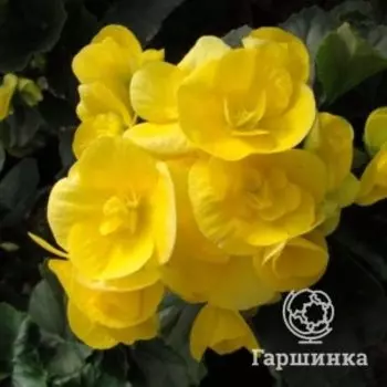 Бегония Элатиор Надин