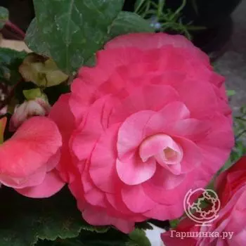 Бегония махровая Дубль Пинк 2шт.