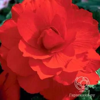 Бегония махровая Дубль Ред 2 шт