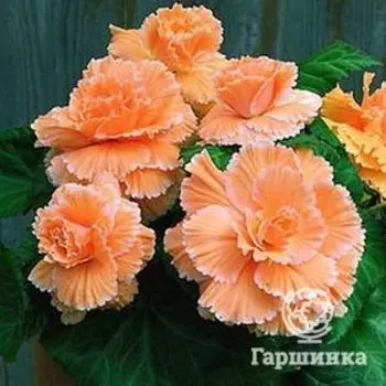 Бегония Пикоти Лейс Оранж 1шт
