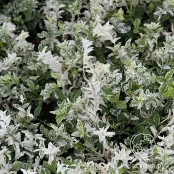 Бересклет Арлекин.