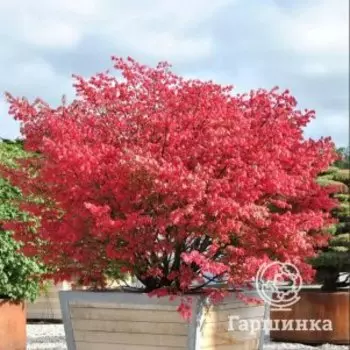 Бересклет европейский