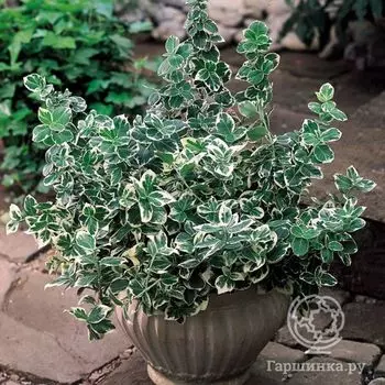 Бересклет Эмеральд Гаити.