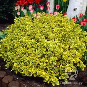 Бересклет Эмеральд Голд.