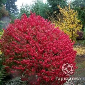 Бересклет крылатый