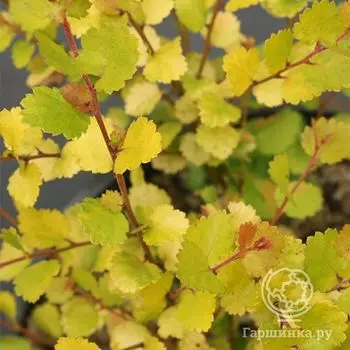 Береза карликовая Голден Треже