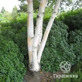 Береза полезная Жакмана