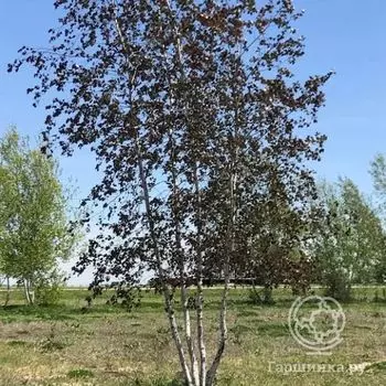 Береза повислая Роял Фрост