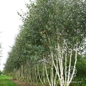 Береза Жакмана