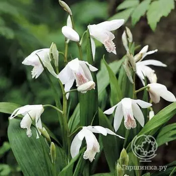 Блетилла полосатая Альба (садовая орхидея)