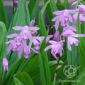 Блетилла полосатая Пепл (Семейство орхидеи)