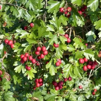 Боярышник однопестичный