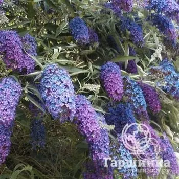 Буддлея Эмпайр Блю