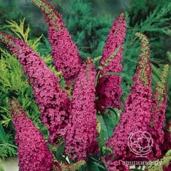 Буддлея Роял Ред