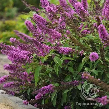 Буддлея Тутти Фрутти