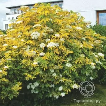 Бузина Ауреа