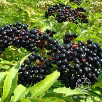 Бузина черная