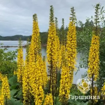 Бузульник Фишера
