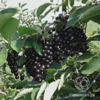 Черемуха Памяти Саламатова