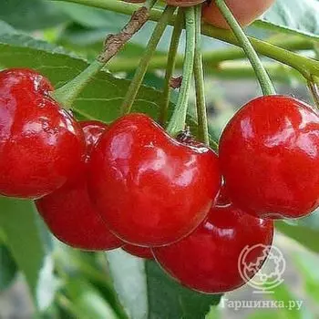 Черешня Алая