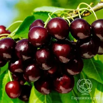 Черешня Бряночка
