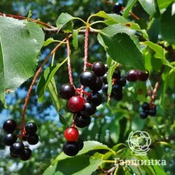 Черешня Французская черная