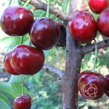 Черешня Кавказская улучшенная