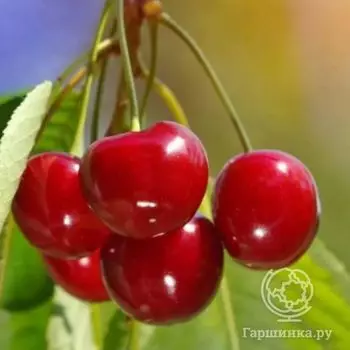 Черешня Красная