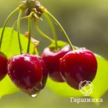 Черешня Синявская (раннеспелая)