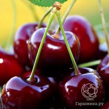 Черешня Троснянская