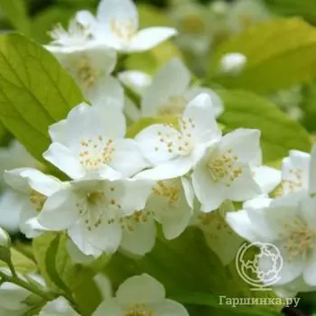 Чубушник Ауреус