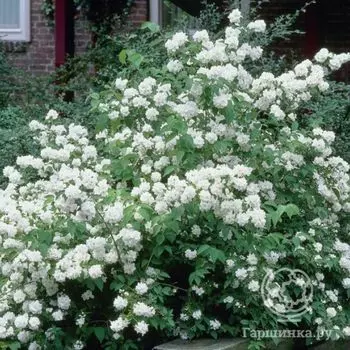 Чубушник Дам Бланш