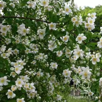 Чубушник Лемоней