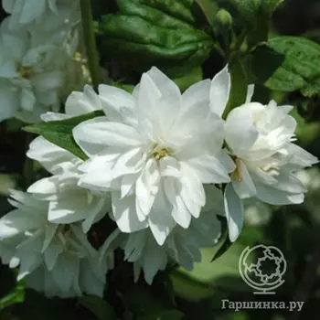 Чубушник Сноуфлейк