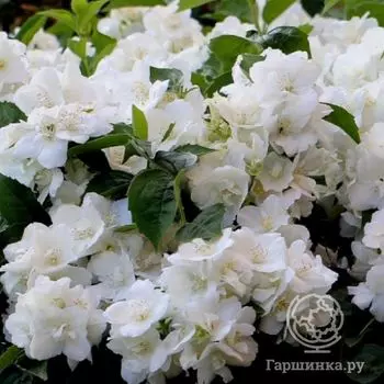Чубушник (жасмин садовый) Вирджиналь
