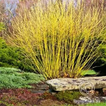 Дерен Флавирамеа