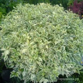 Дерен Элегантиссима