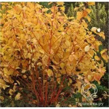 Дерен Мэджик Флэйм