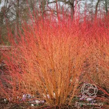 Дерен Мидвинтер Фаер