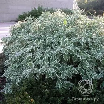 Дерен Сибирика Вариегата