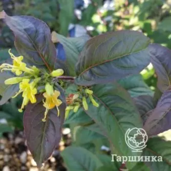 Диервилла Баттерфляй сидячелистная