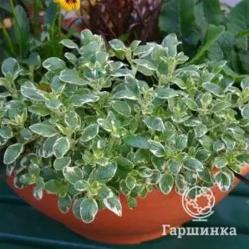 Душица Вариегатум