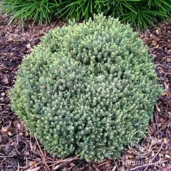 Ель канадская Блу Планет