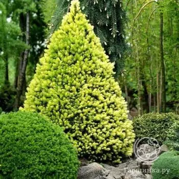 Ель канадская Дейзи Уайт.