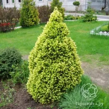 Ель канадская Коника Майголд