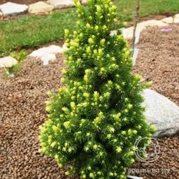 Ель канадская Рэйнбоуз Энд.