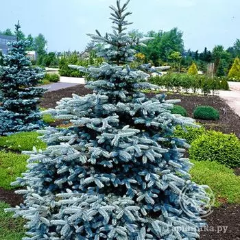 Ель колючая Хупси.