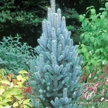 Ель колючая Изели Фастигиата